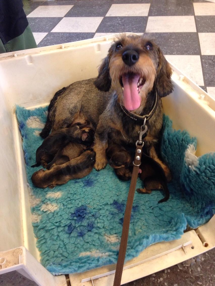 Gravhund Rafeldi's Berta billede 14