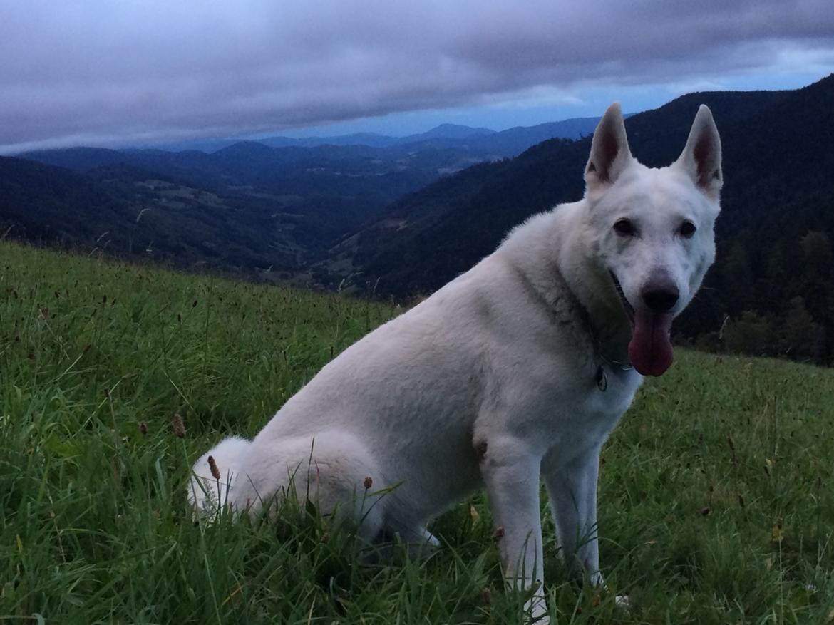 Hvid Schweizisk Hyrdehund BeDaBlanco Brave Balthasar billede 2