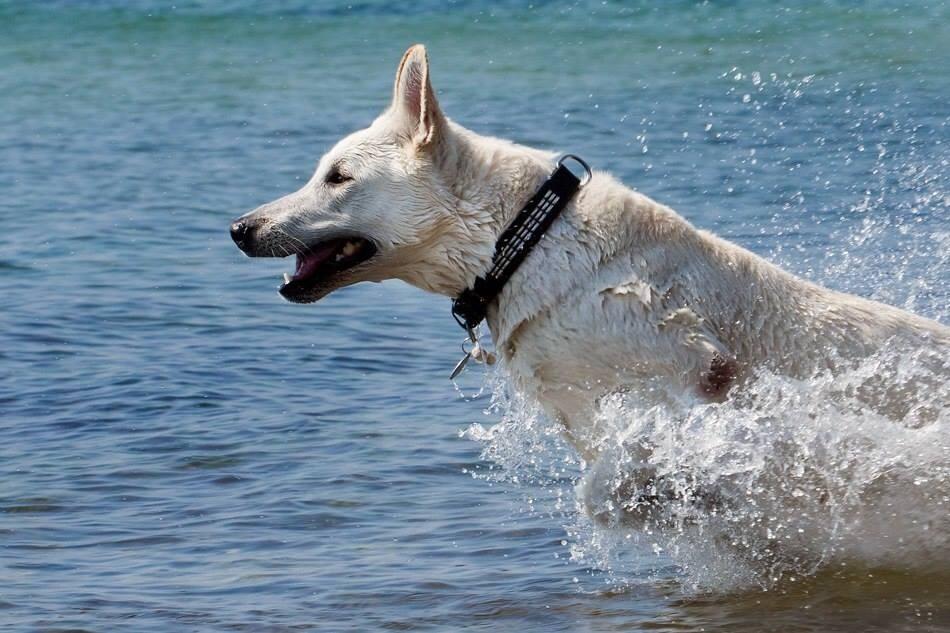 Hvid Schweizisk Hyrdehund BeDaBlanco Brave Balthasar billede 3