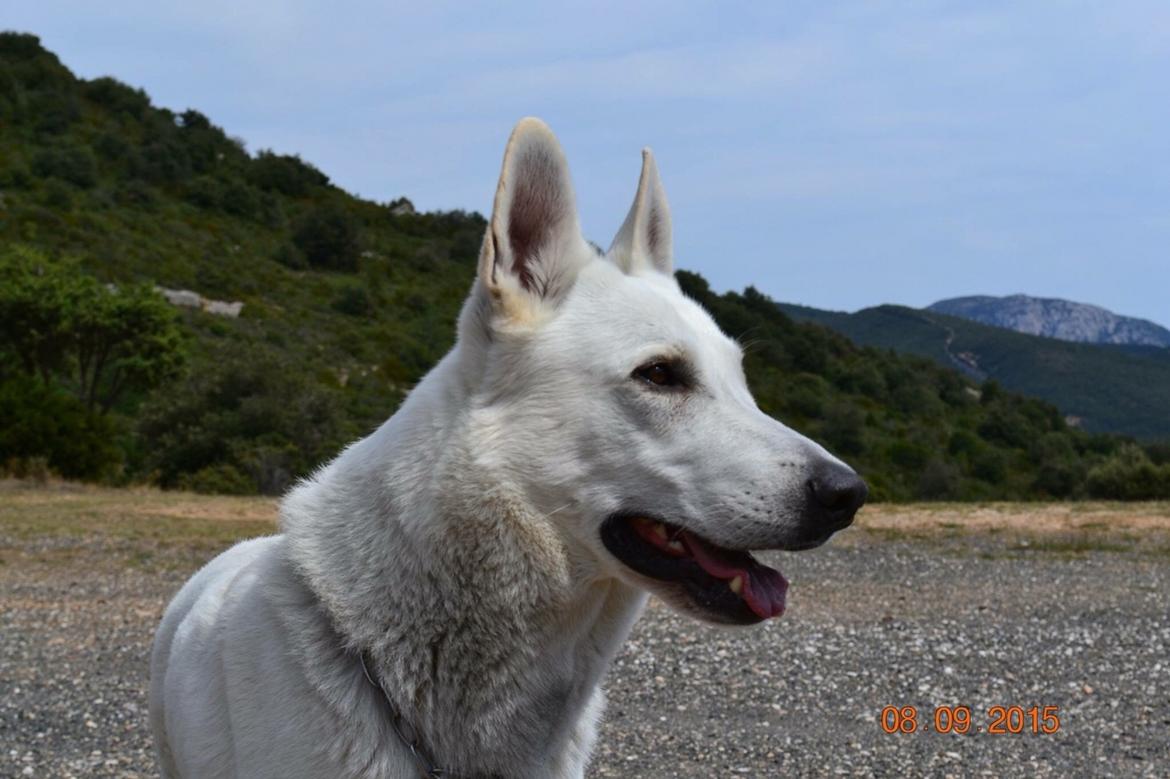 Hvid Schweizisk Hyrdehund BeDaBlanco Brave Balthasar billede 1