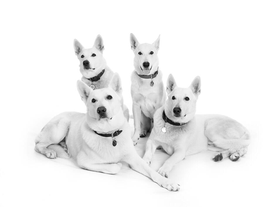 Hvid Schweizisk Hyrdehund BeDaBlanco Brave Balthasar billede 4