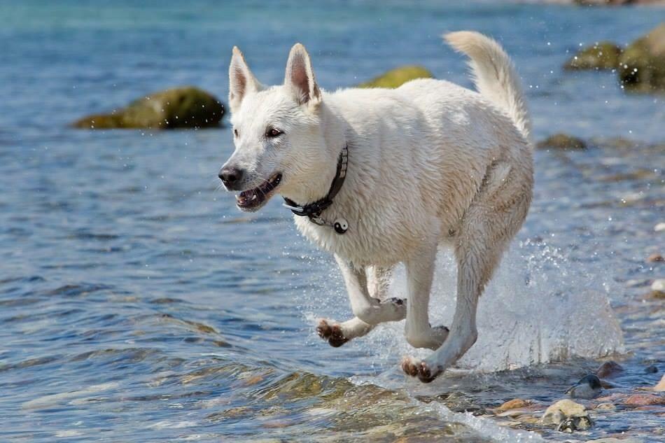 Hvid Schweizisk Hyrdehund BeDaBlanco Brave Balthasar billede 5