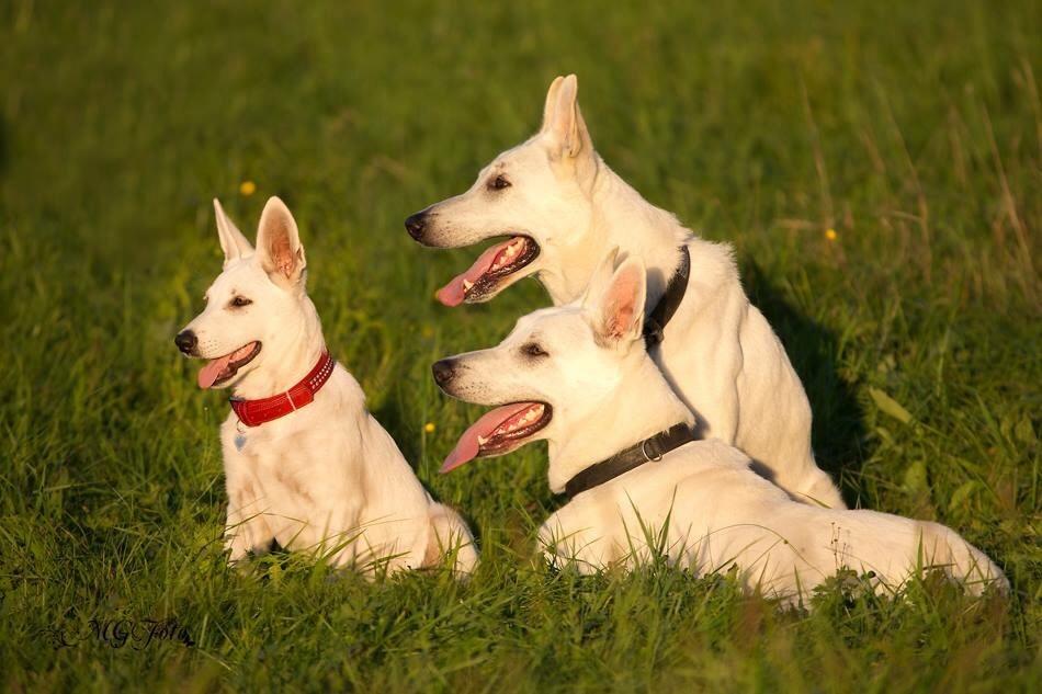 Hvid Schweizisk Hyrdehund BeDaBlanco Brave Balthasar billede 6