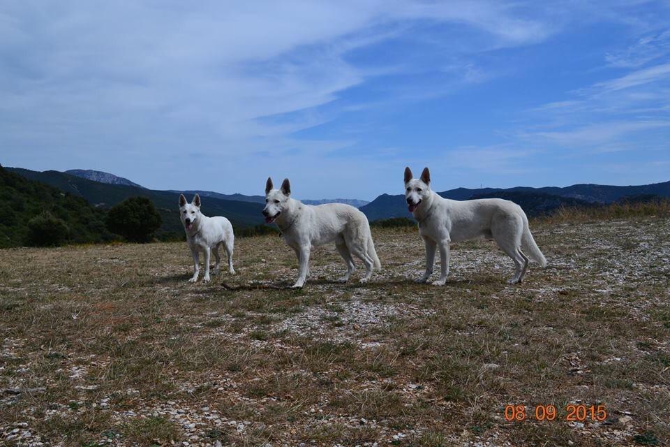 Hvid Schweizisk Hyrdehund BeDaBlanco Brave Balthasar billede 7