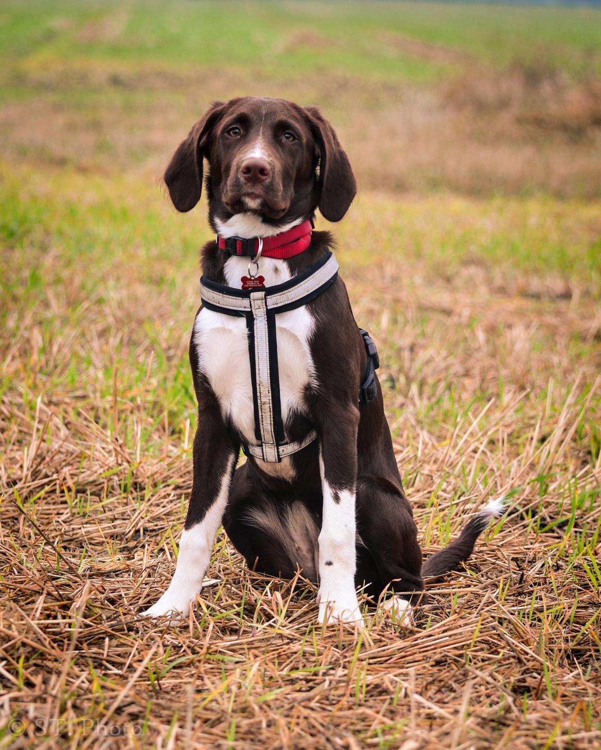 Blanding af racer Nellie billede 25