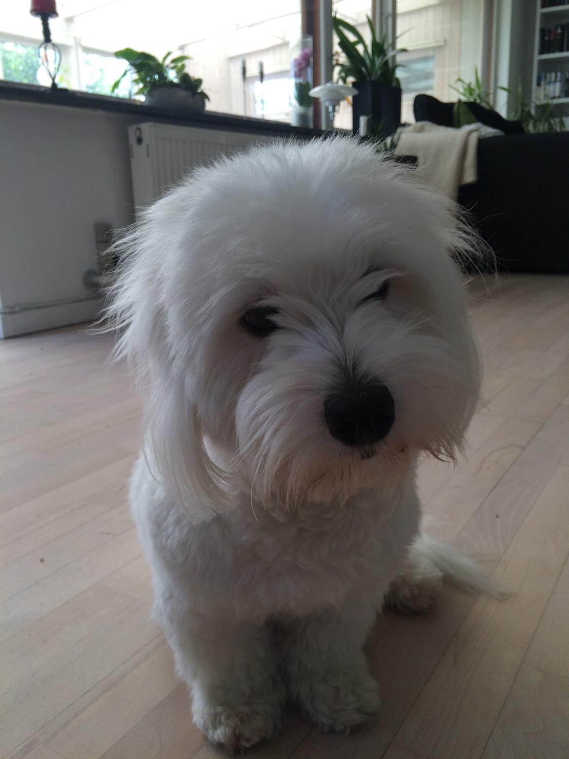 Coton de tulear Jasmine billede 13