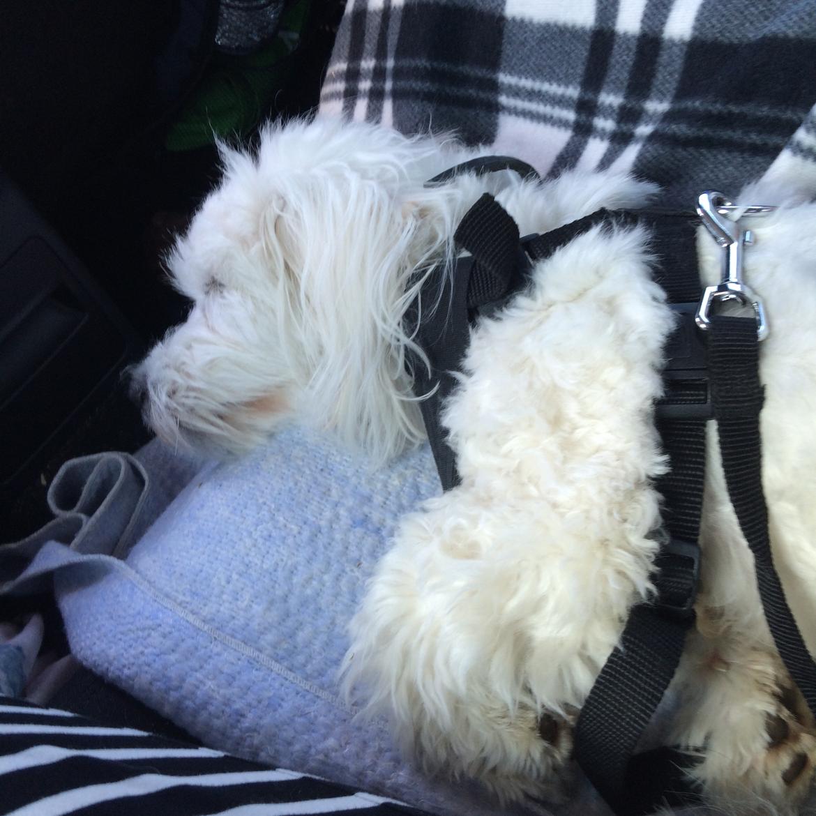 Coton de tulear Jasmine - Frankrig, here we come billede 14