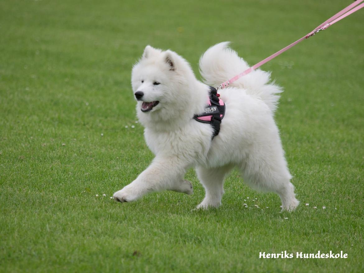 Samojedhund Smiling Sammies Kiss Me Quick kaldet Pippi billede 2