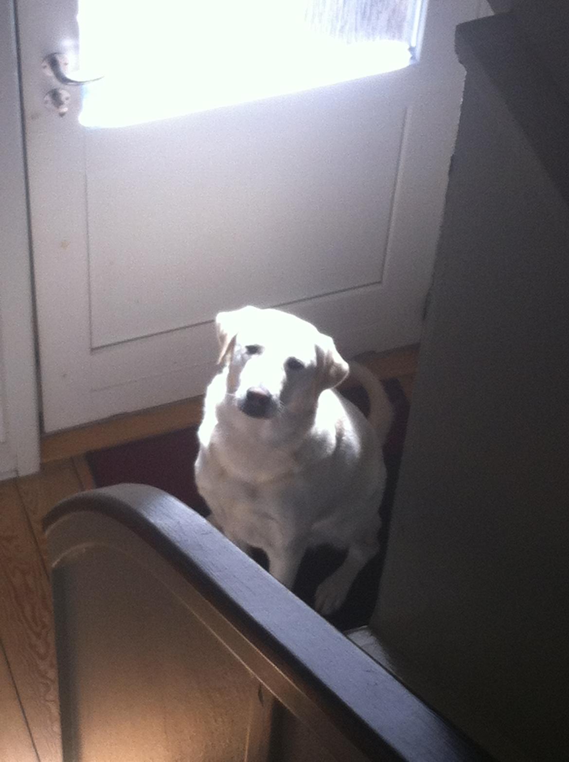 Labrador retriever Kessler billede 8