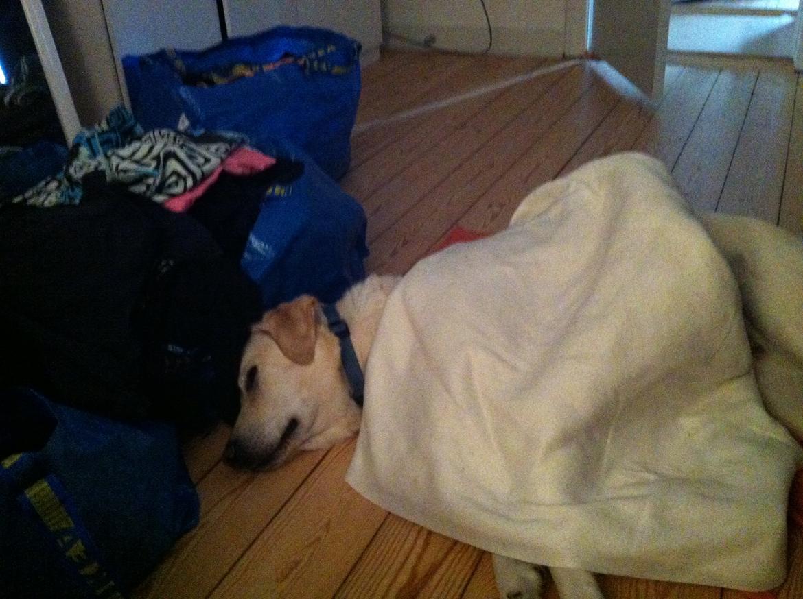 Labrador retriever Kessler billede 2