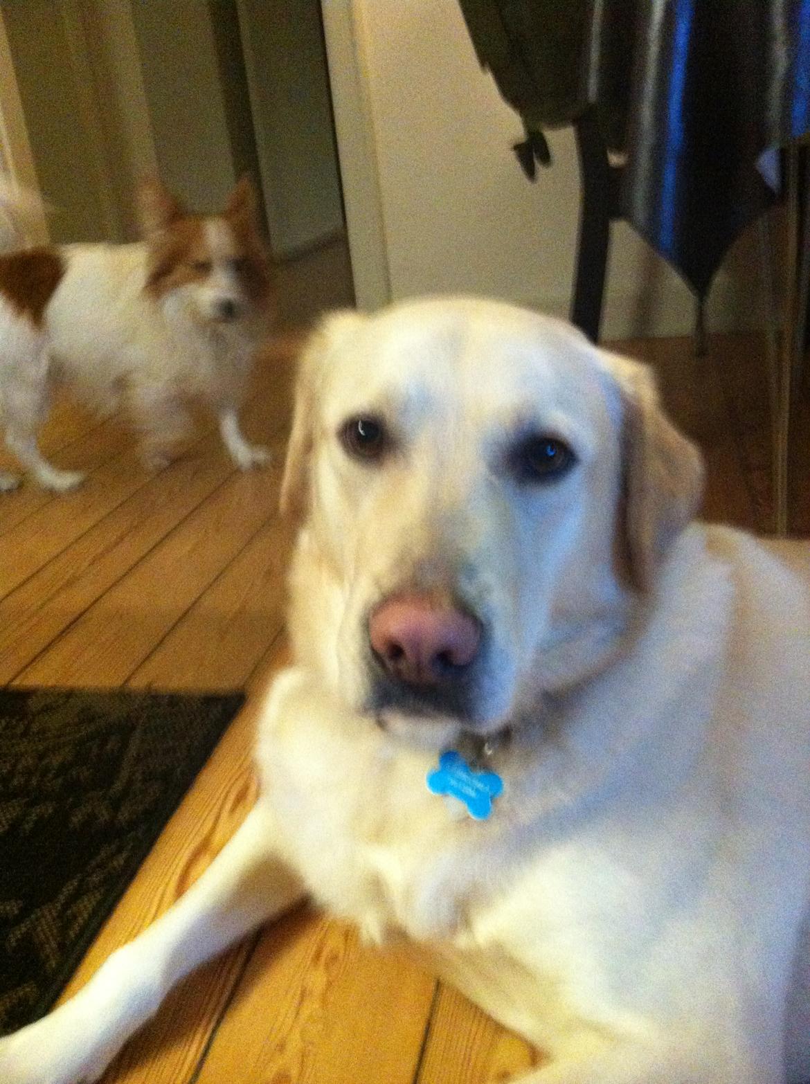 Labrador retriever Kessler billede 1