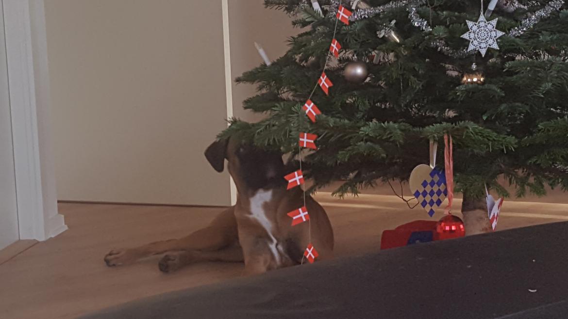 Boxer Skovhøjs Rocko (Caesar) billede 30