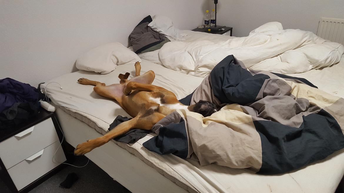 Boxer Skovhøjs Rocko (Caesar) billede 29