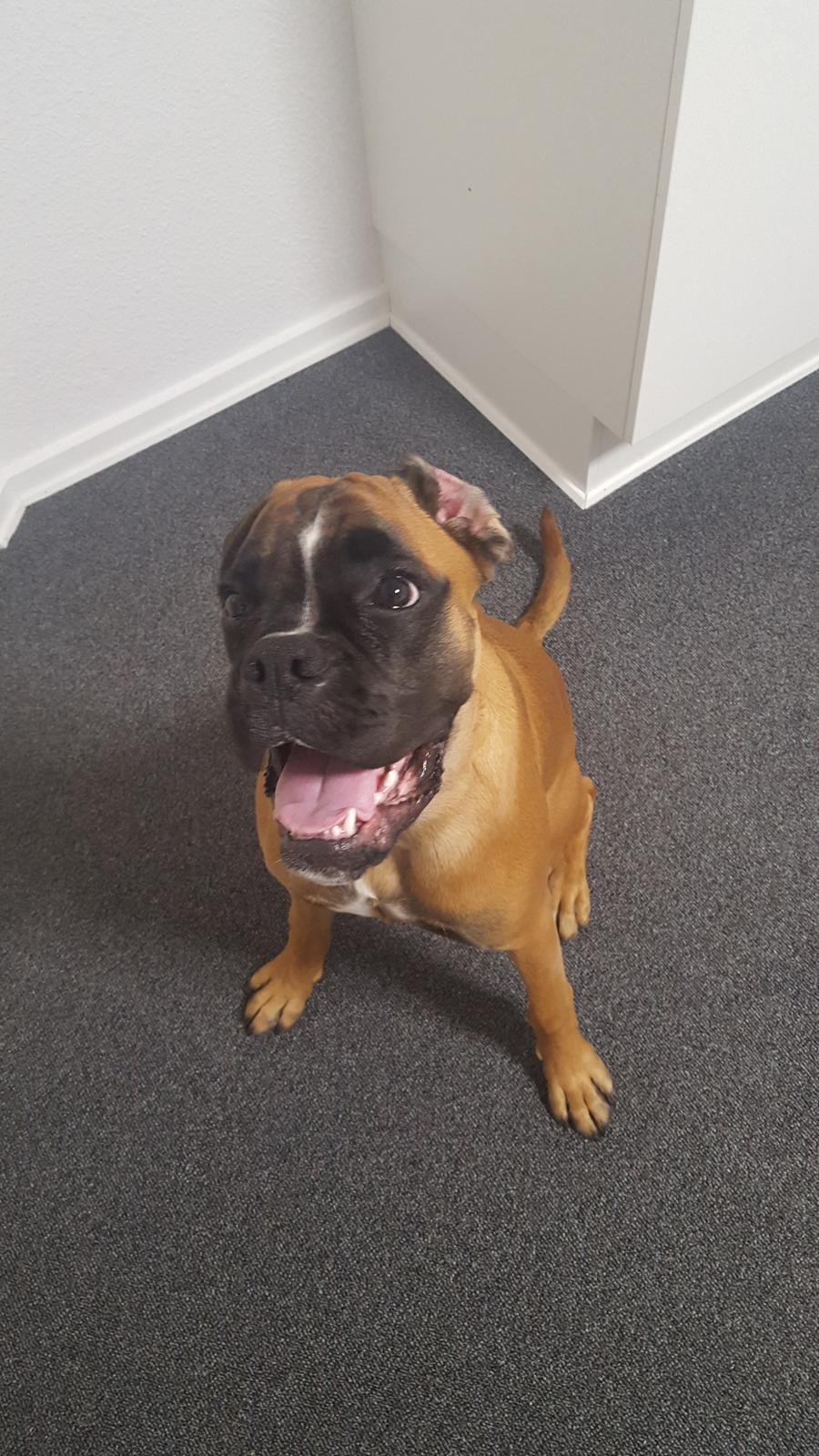 Boxer Skovhøjs Rocko (Caesar) billede 27