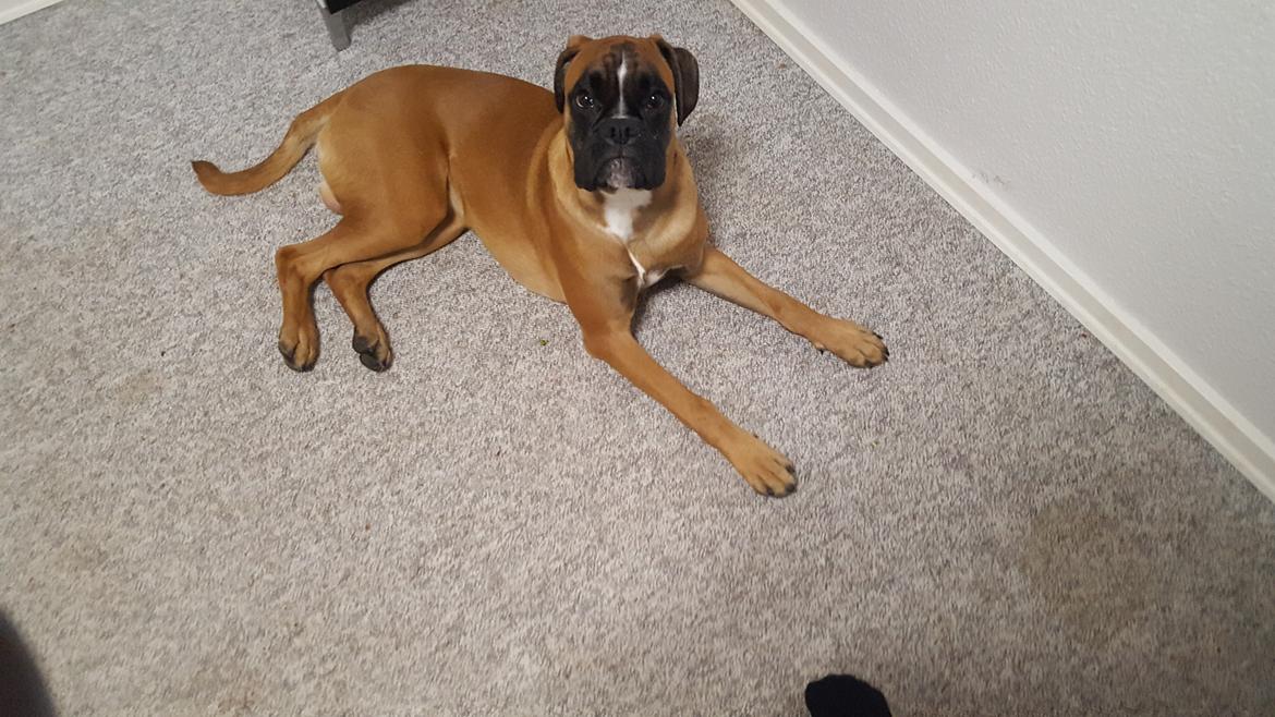 Boxer Skovhøjs Rocko (Caesar) billede 31