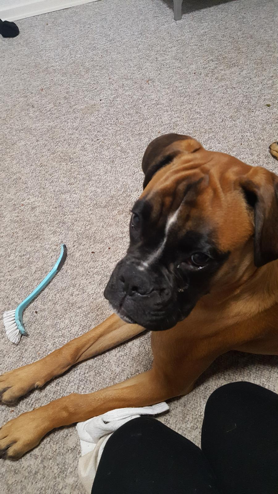 Boxer Skovhøjs Rocko (Caesar) billede 32