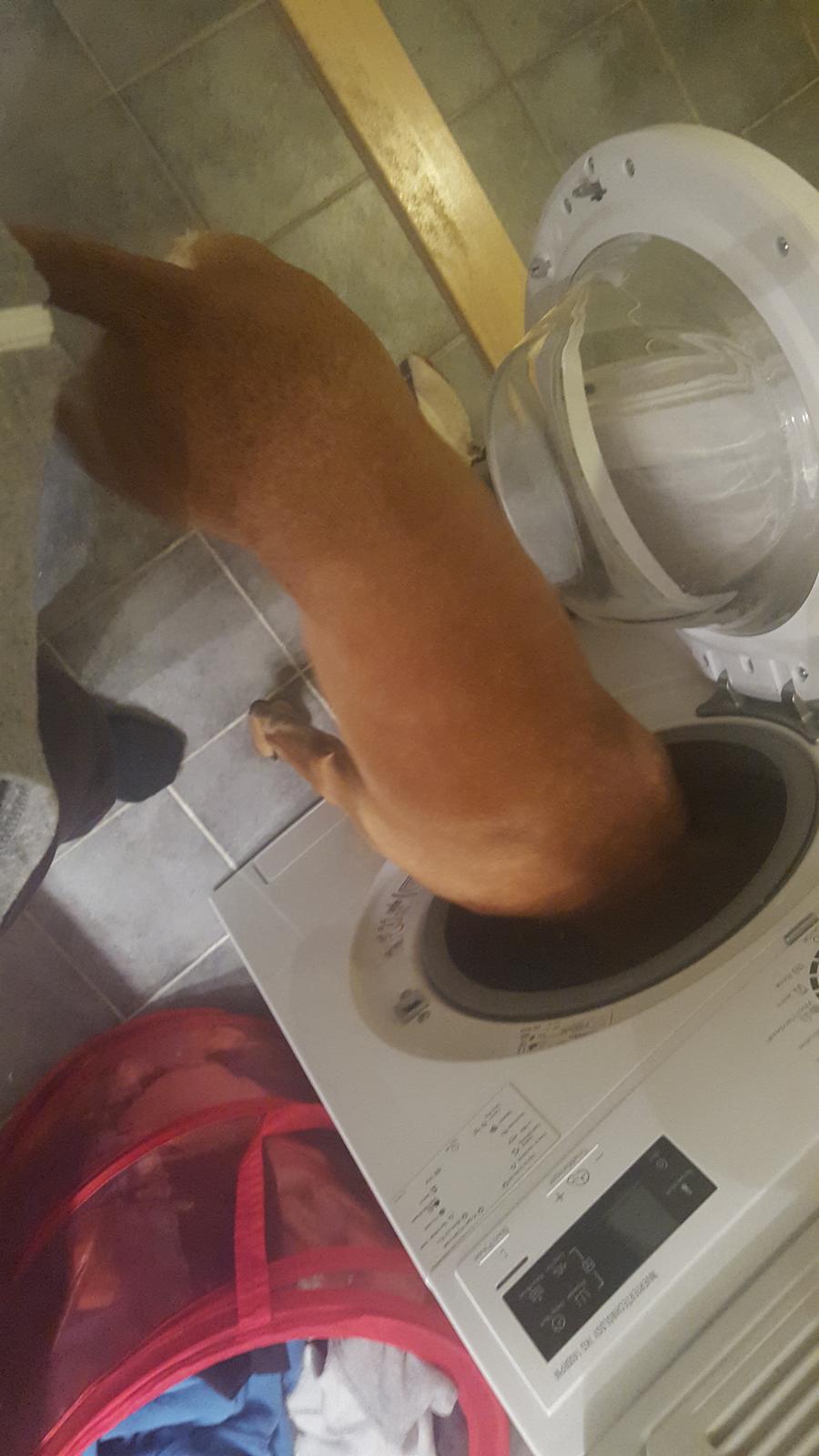 Boxer Skovhøjs Rocko (Caesar) billede 25