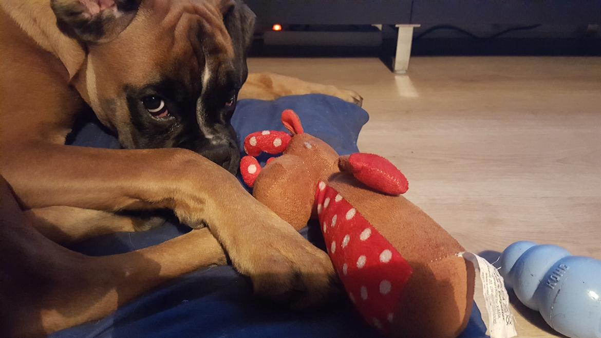 Boxer Skovhøjs Rocko (Caesar) billede 26