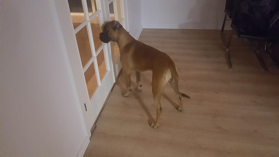 Boxer Skovhøjs Rocko (Caesar) billede 23