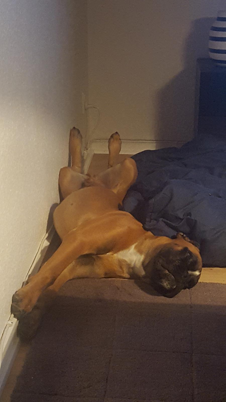 Boxer Skovhøjs Rocko (Caesar) billede 21