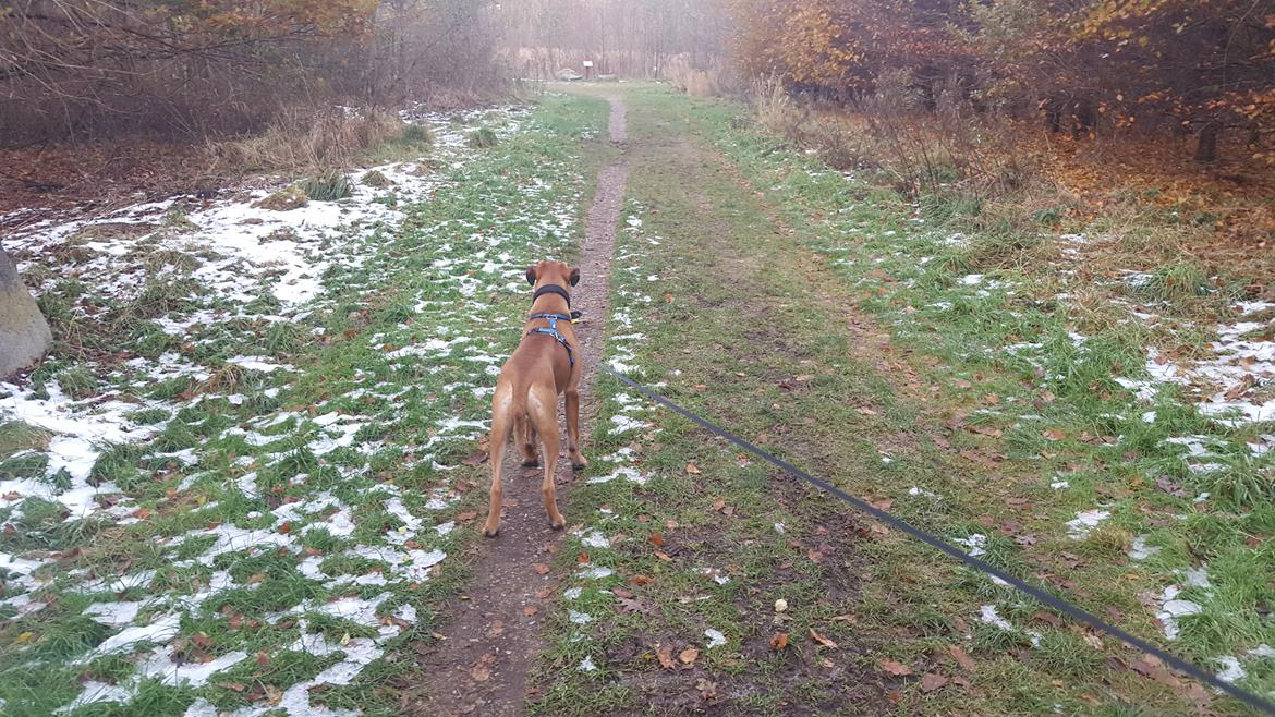 Boxer Skovhøjs Rocko (Caesar) billede 24