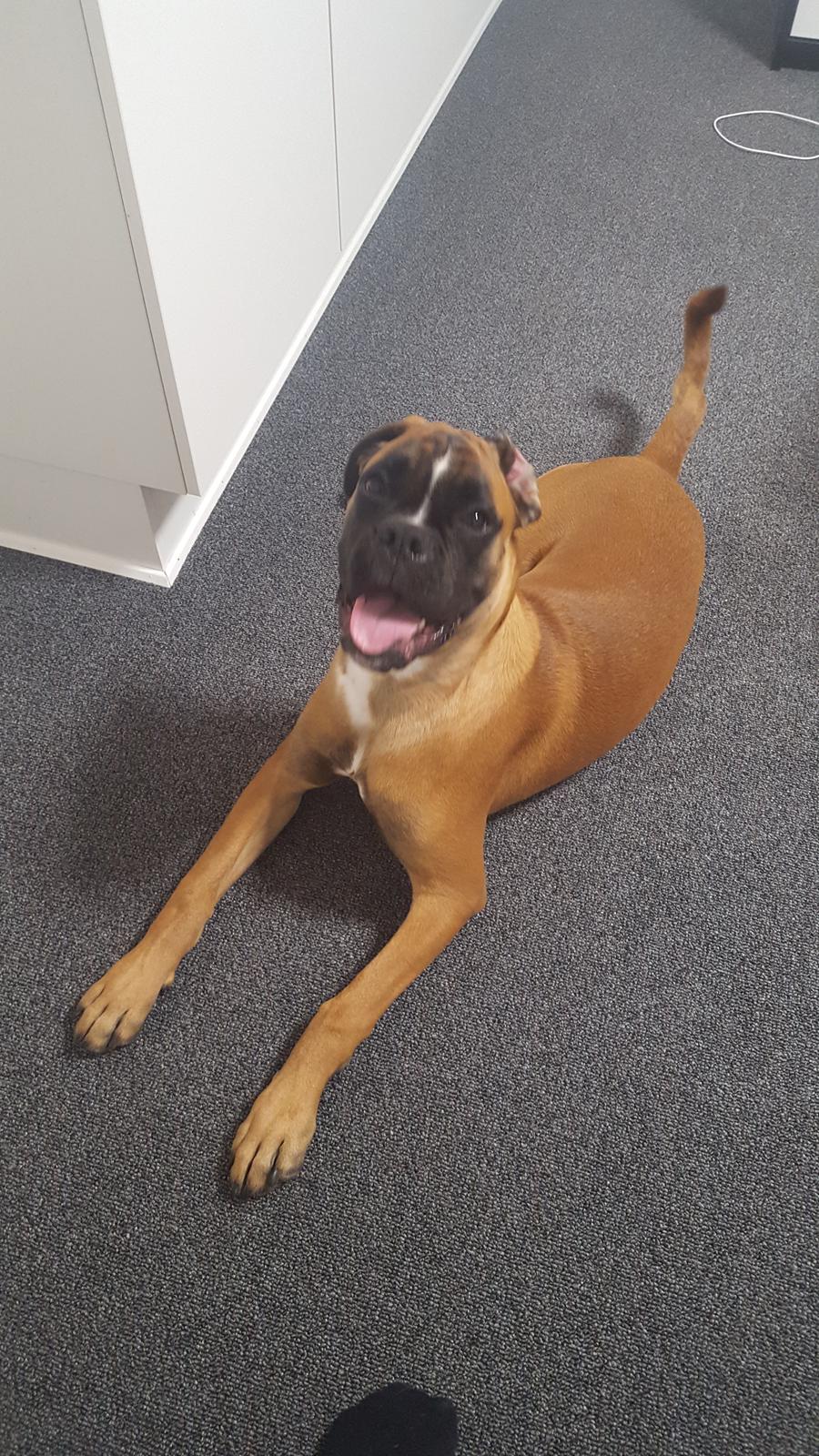 Boxer Skovhøjs Rocko (Caesar) billede 28