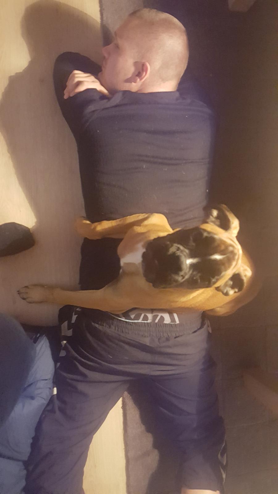 Boxer Skovhøjs Rocko (Caesar) billede 22