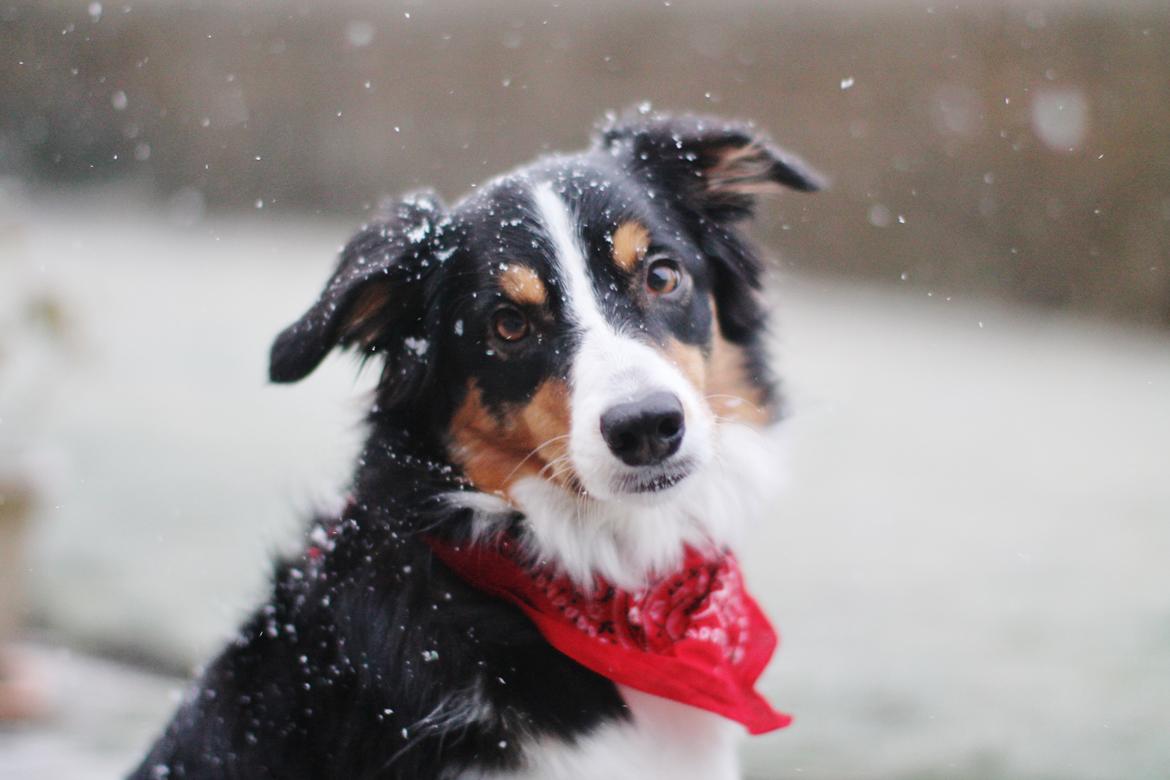 Border collie Onlystar's I Love You Rebel [Bella] billede 2