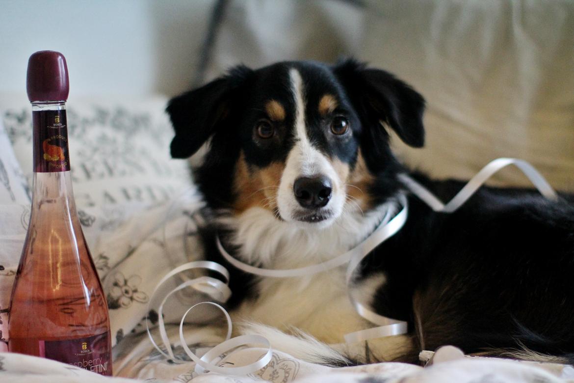 Border collie Onlystar's I Love You Rebel [Bella] billede 3