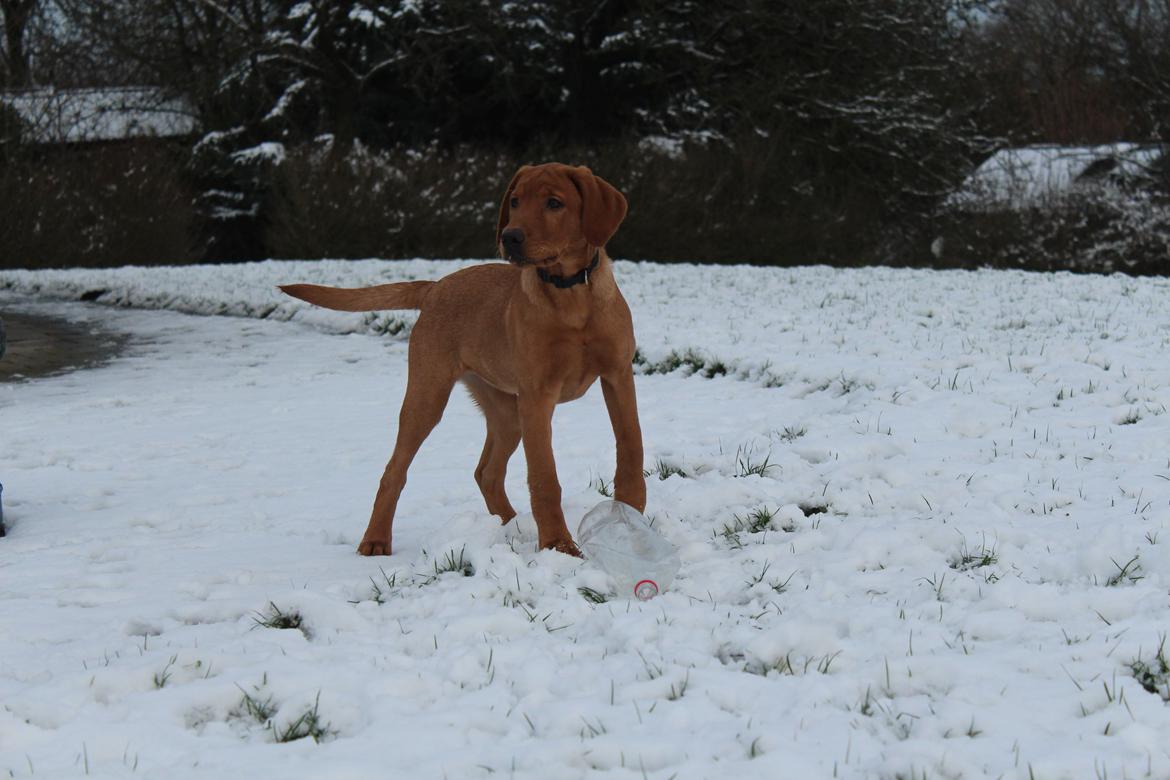 Labrador retriever Jægerlunden Malou billede 2