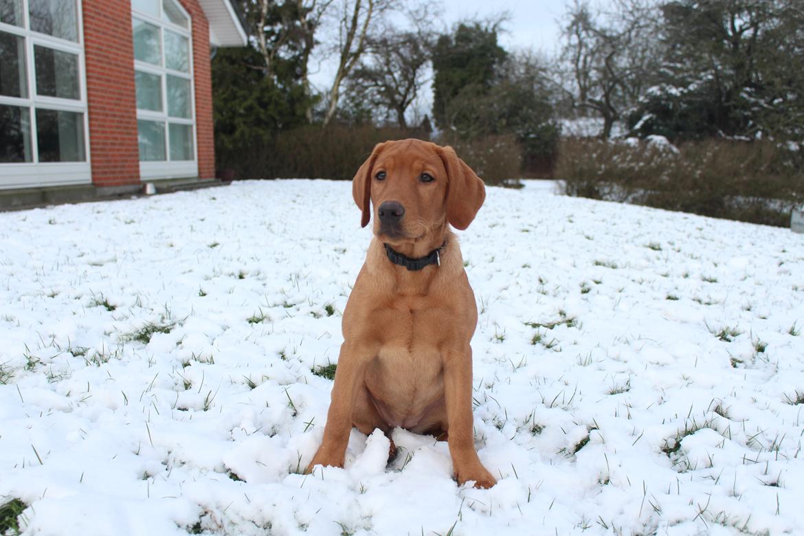 Labrador retriever Jægerlunden Malou billede 4