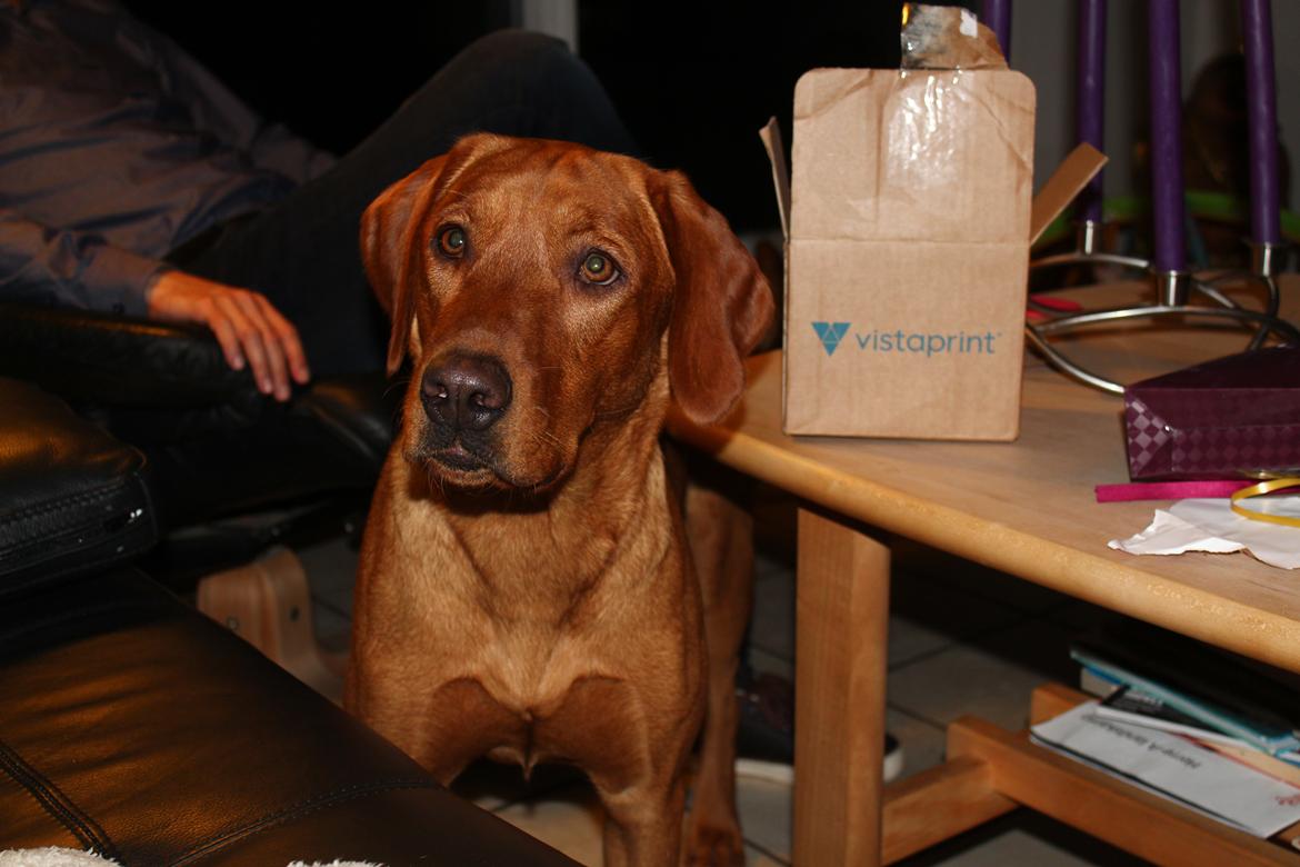 Labrador retriever Jægerlunden Malou billede 7