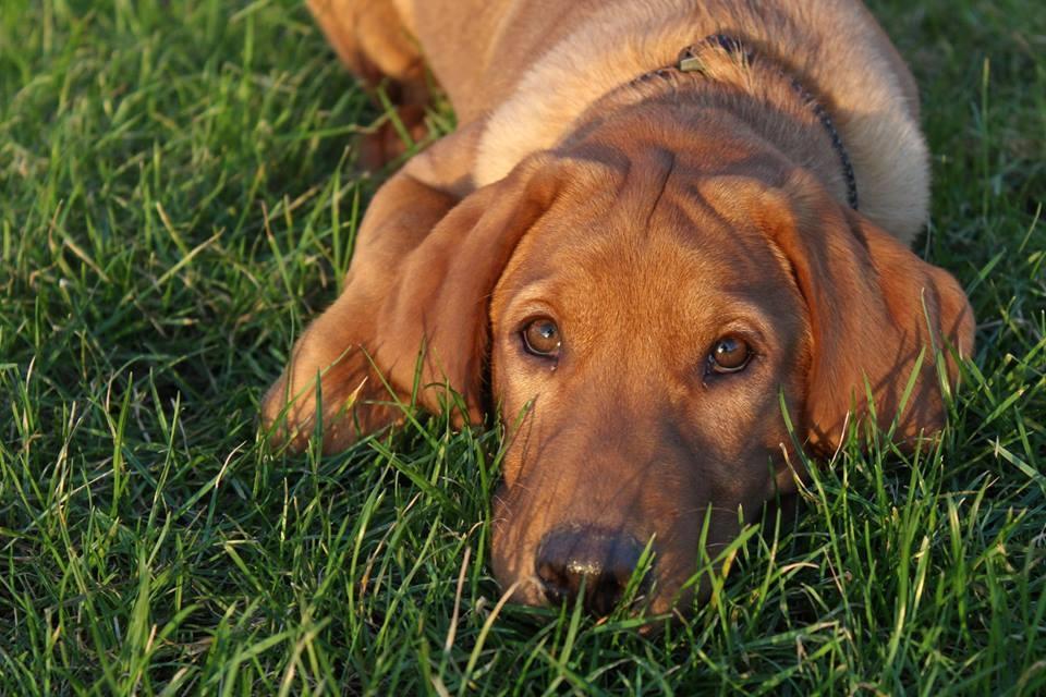 Labrador retriever Jægerlunden Malou billede 5