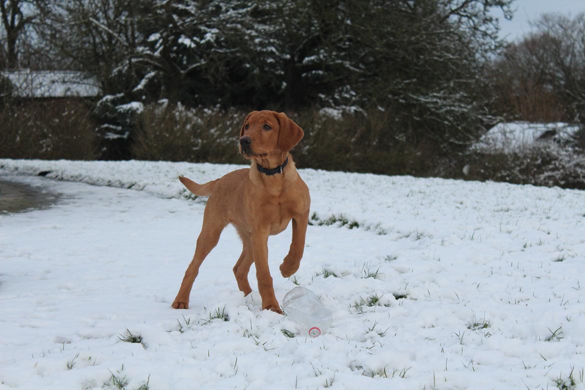 Labrador retriever Jægerlunden Malou billede 3