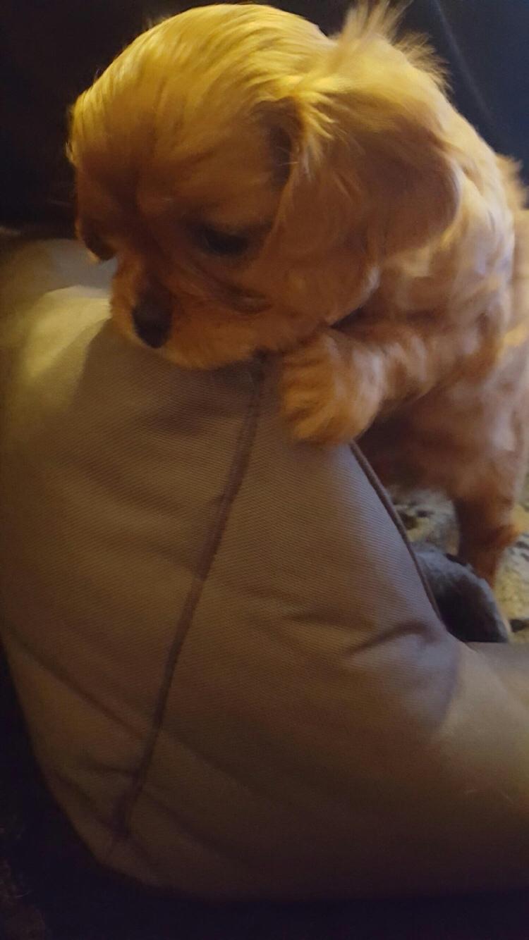 Cavalier king charles spaniel Baby billede 9