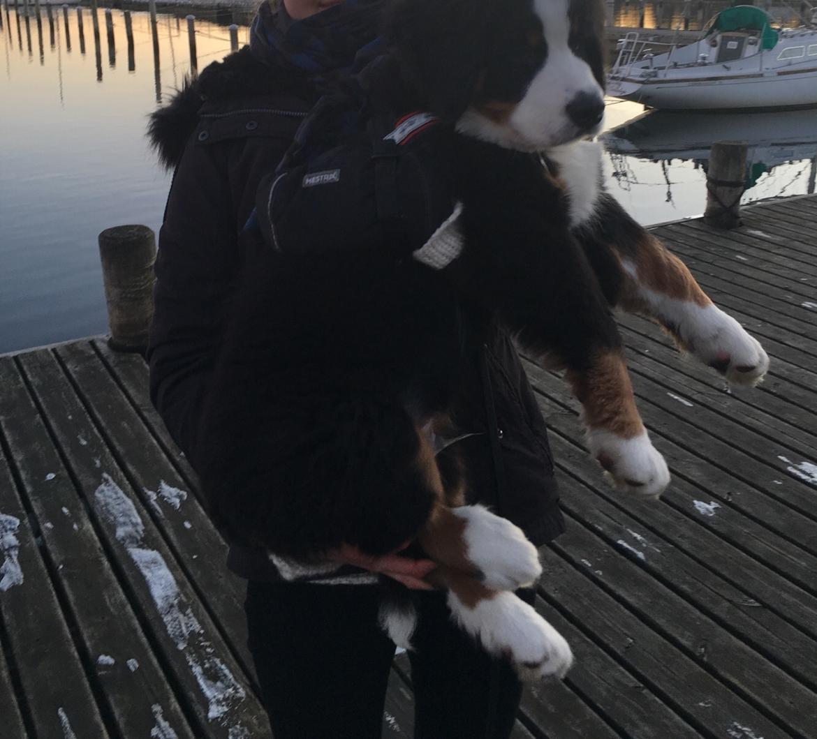 Berner sennenhund Lady Xiera's Teddy Bear (Leopold)  - Man kan vel bæres lidt endnu :P billede 33