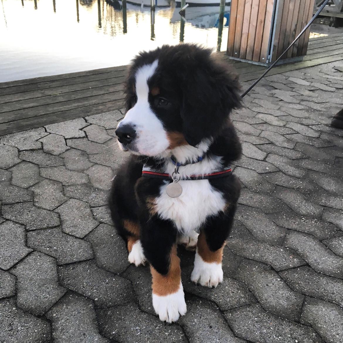 Berner sennenhund Lady Xiera's Teddy Bear (Leopold)  - Tur til Rungstedhavn billede 32