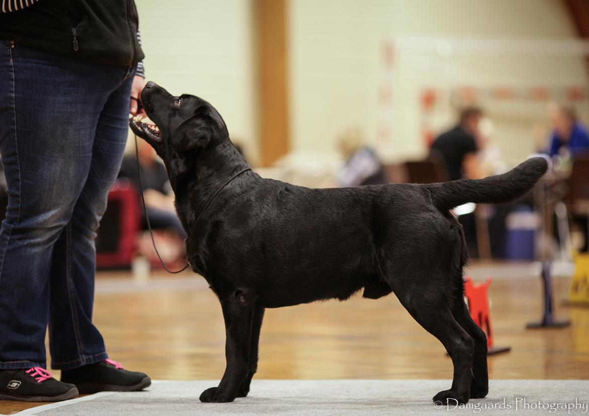 Labrador retriever Mochipappa's Bobby Mcferrin billede 11