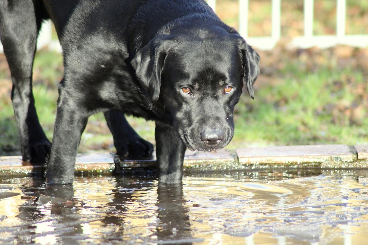 Labrador retriever Mochipappa's Bobby Mcferrin billede 12