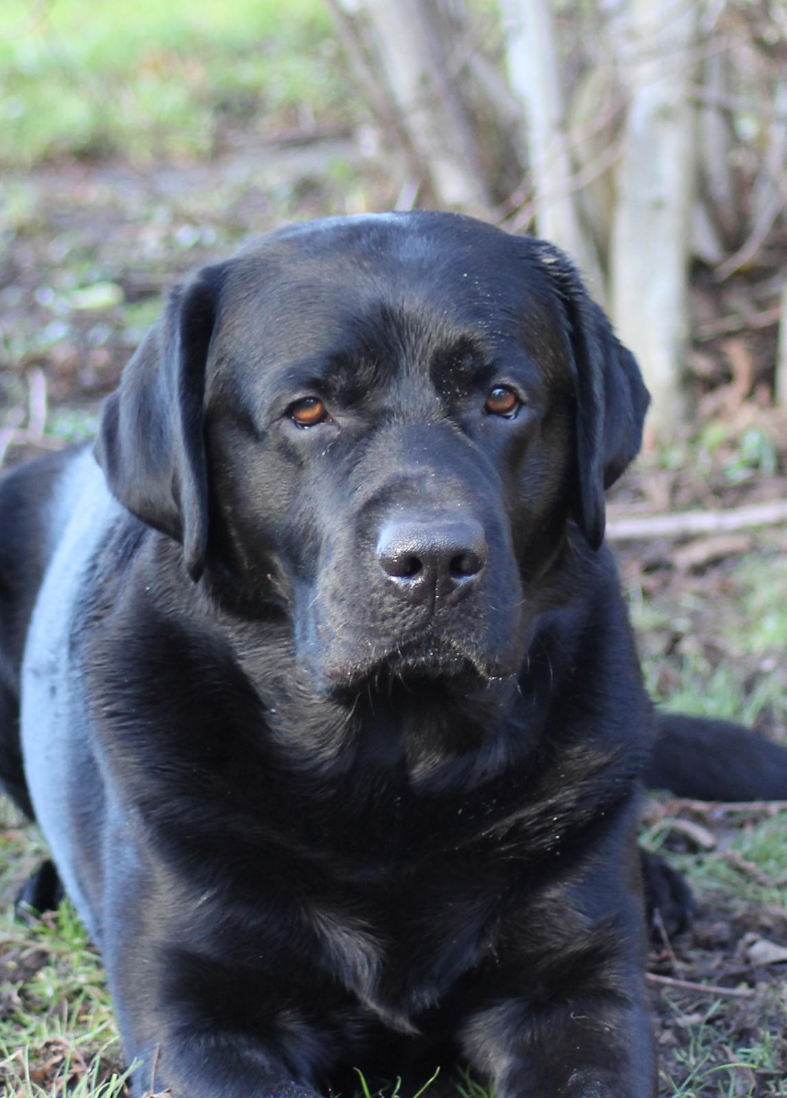 Labrador retriever Mochipappa's Bobby Mcferrin billede 13