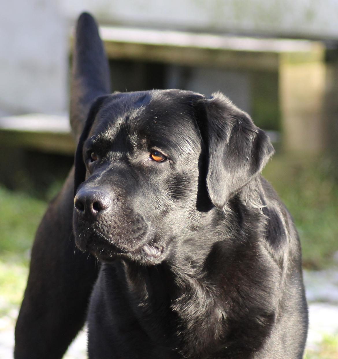 Labrador retriever Mochipappa's Bobby Mcferrin billede 14