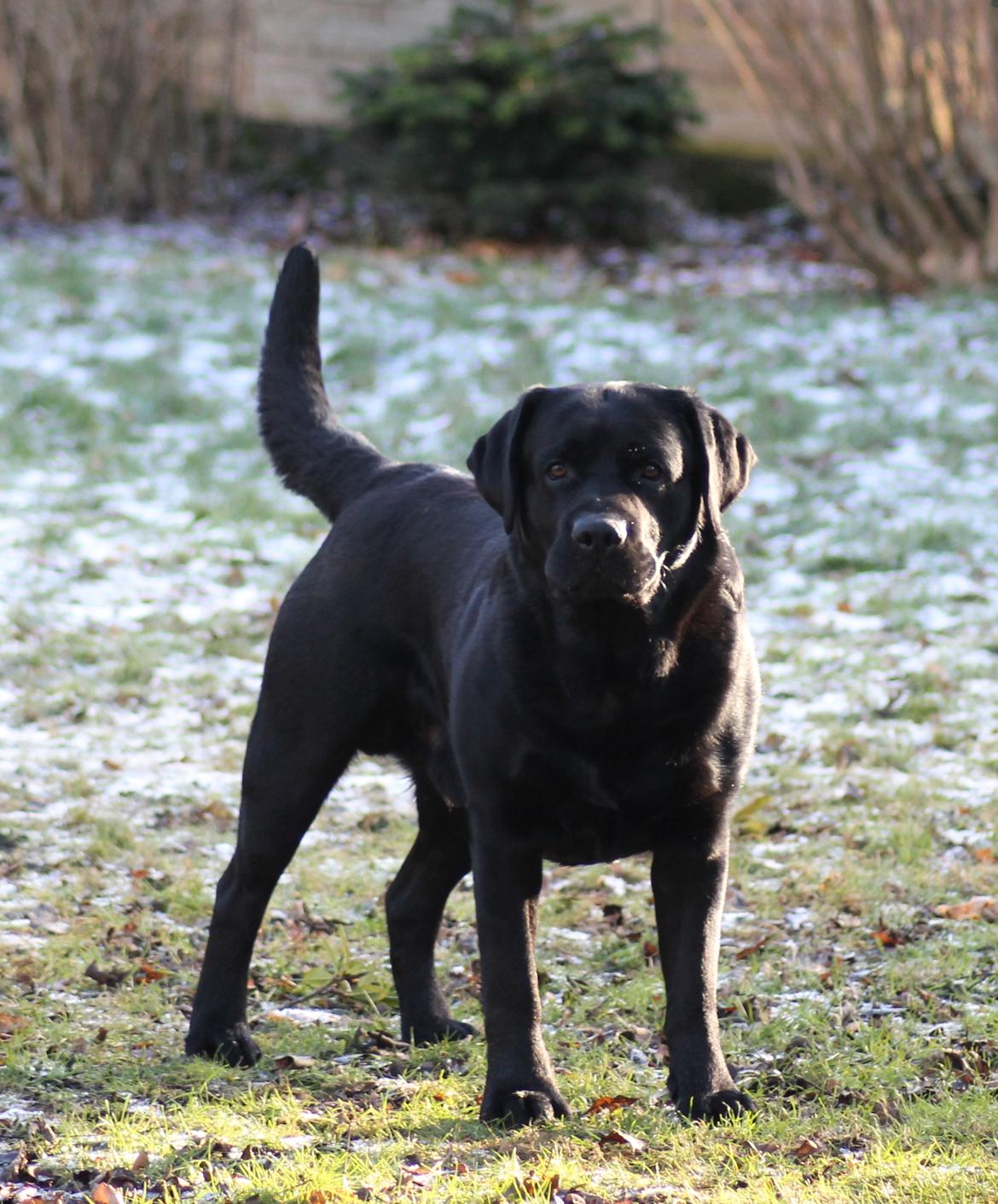 Labrador retriever Mochipappa's Bobby Mcferrin billede 1