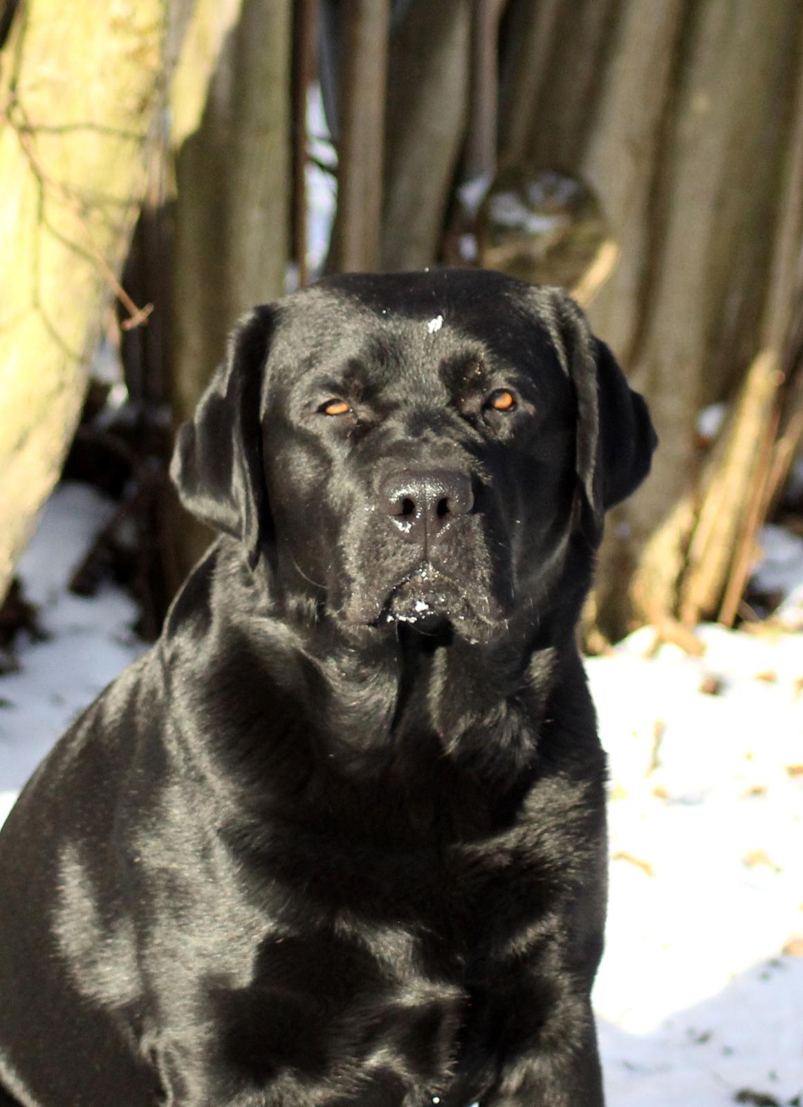 Labrador retriever Mochipappa's Bobby Mcferrin billede 26