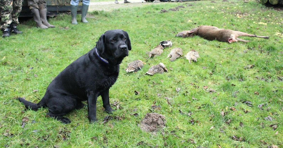 Labrador retriever Mochipappa's Bobby Mcferrin billede 27