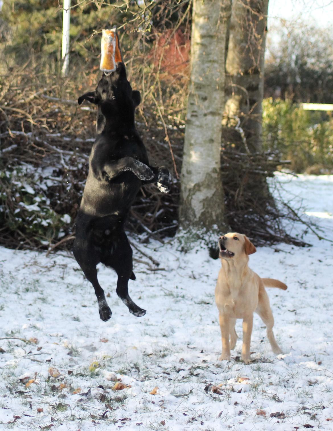 Labrador retriever Mochipappa's Bobby Mcferrin billede 28