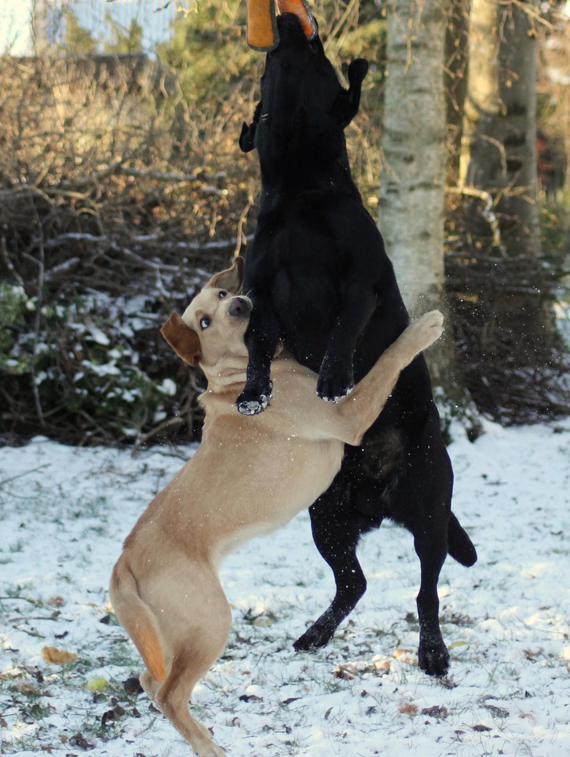 Labrador retriever Mochipappa's Bobby Mcferrin billede 29