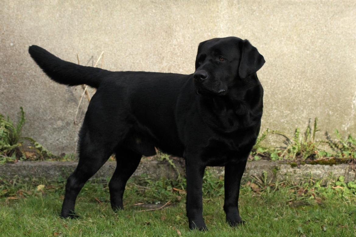 Labrador retriever Mochipappa's Bobby Mcferrin billede 30