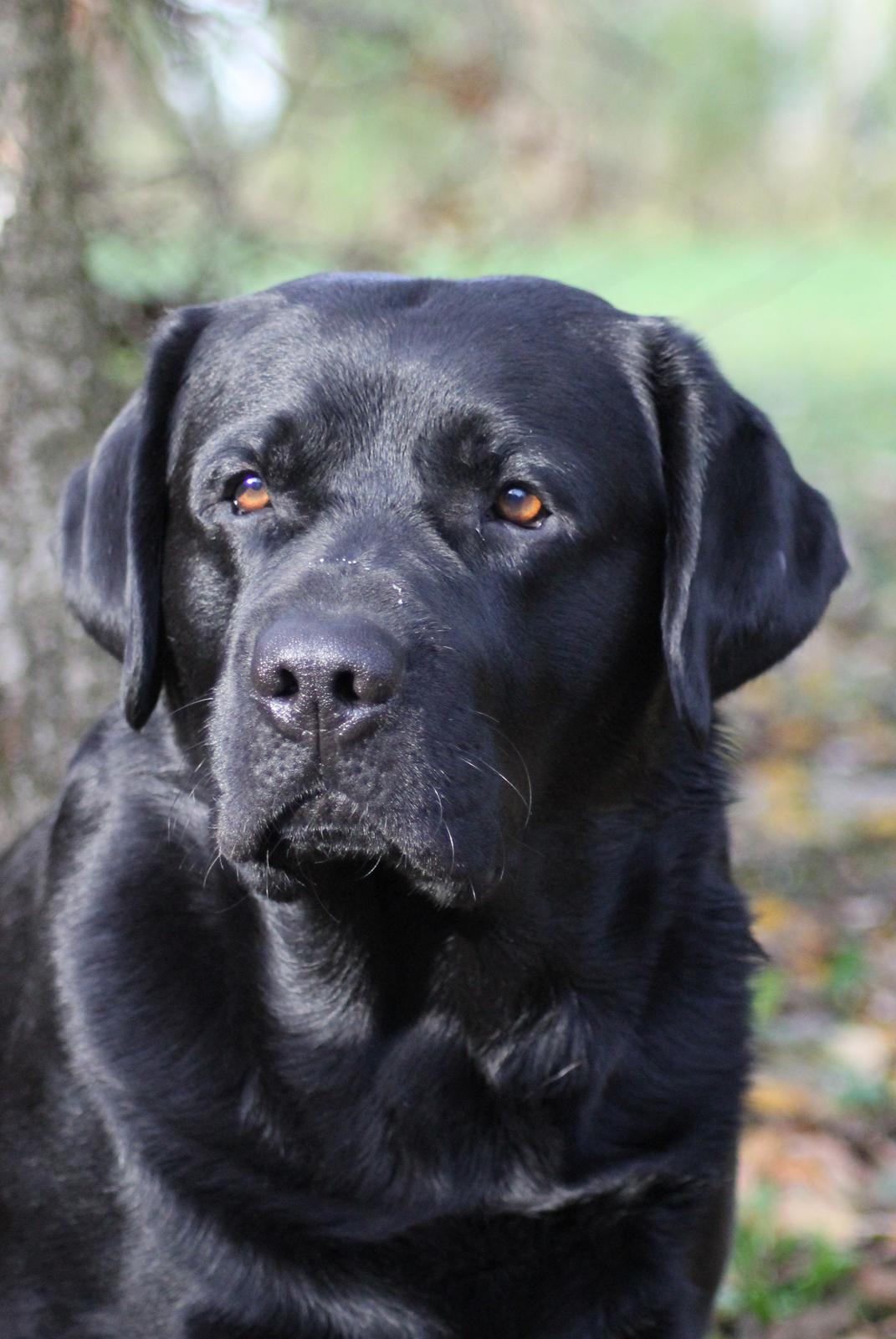 Labrador retriever Mochipappa's Bobby Mcferrin billede 31