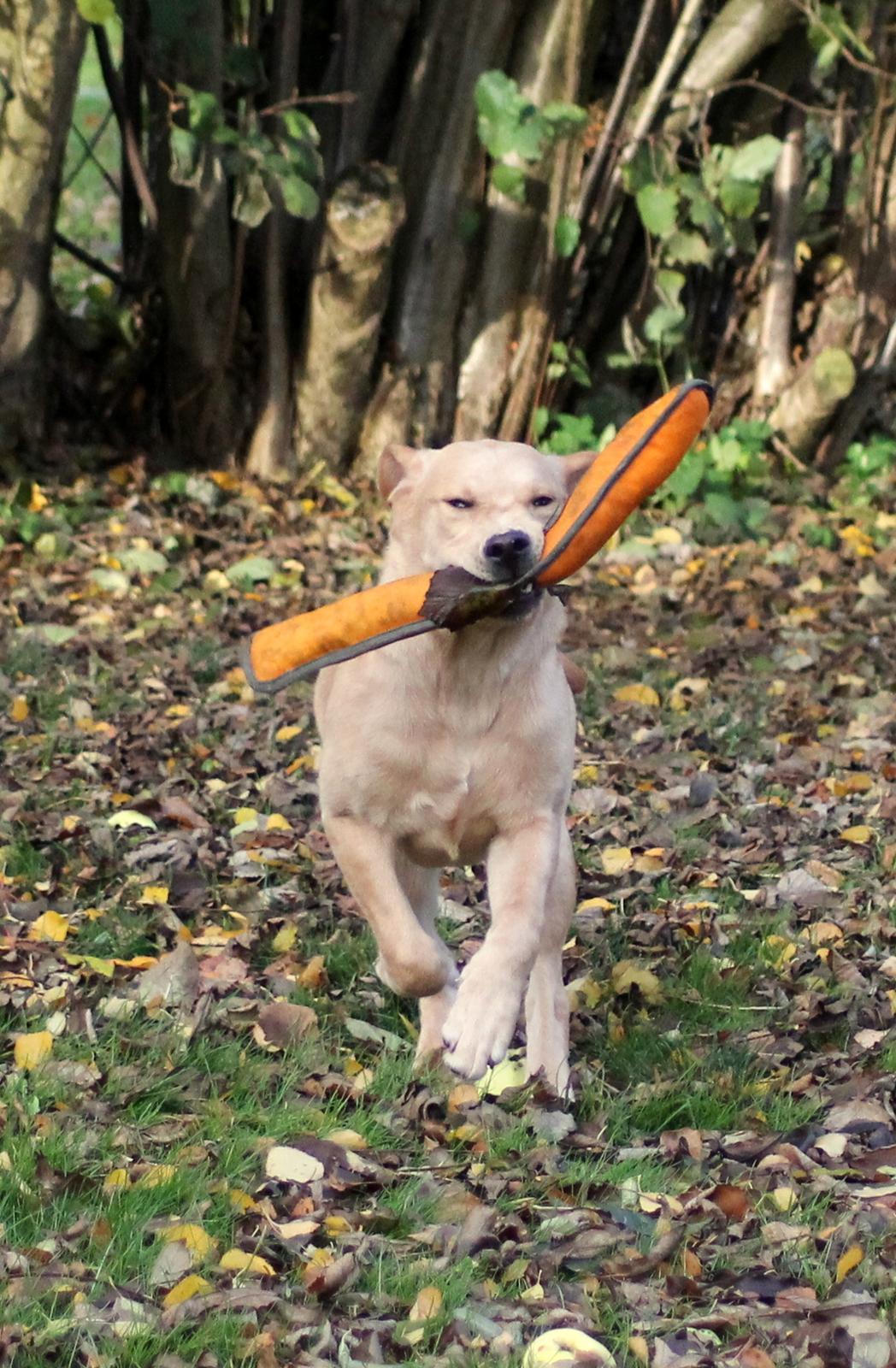 Labrador retriever Mochipappa's Goldie Hawn billede 8