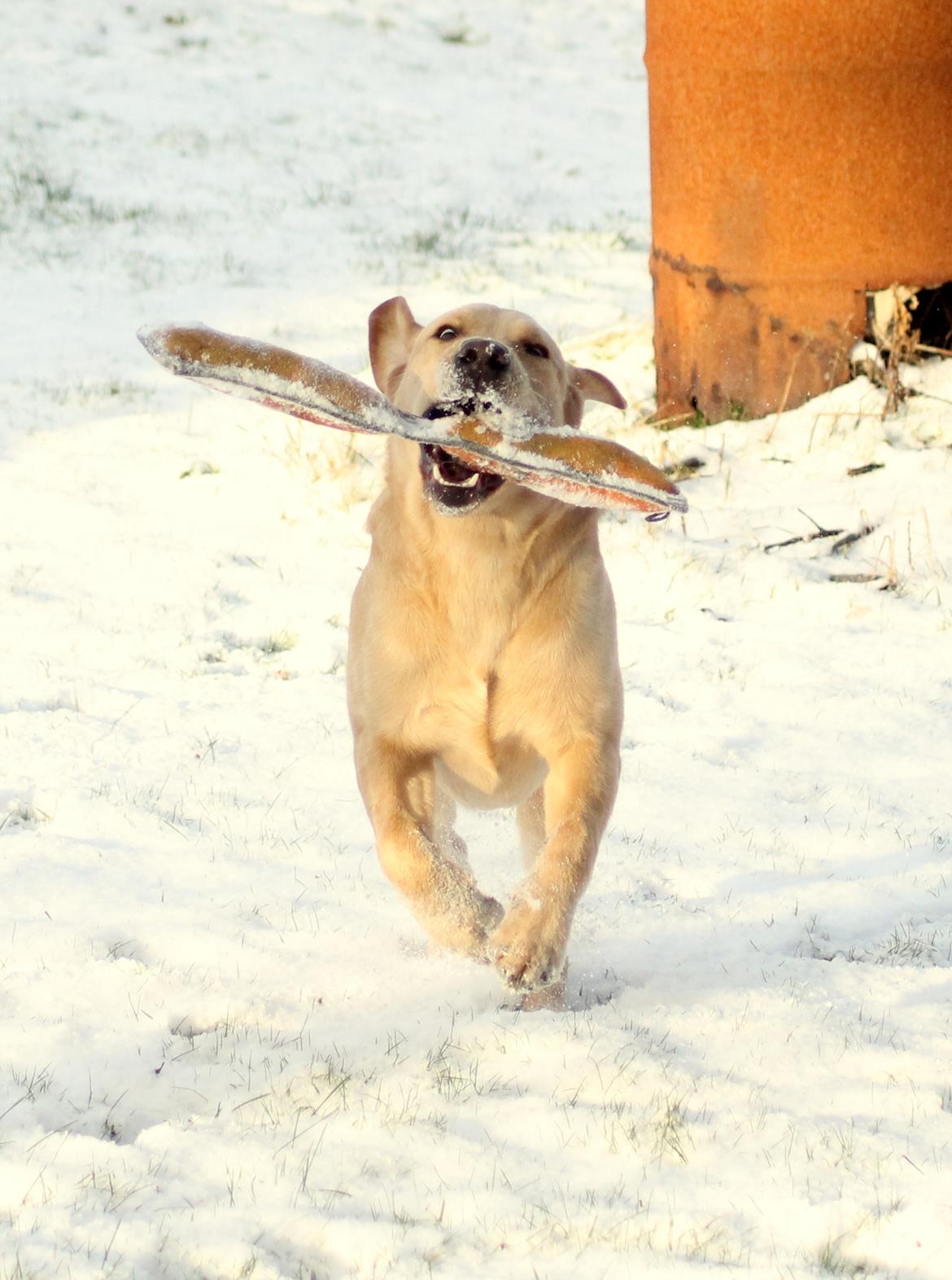 Labrador retriever Mochipappa's Goldie Hawn billede 10